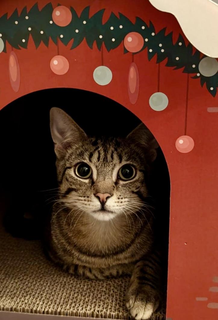 Fitz, a Adoptable Domestic Short Hair in East Hanover, NJ image 2/5