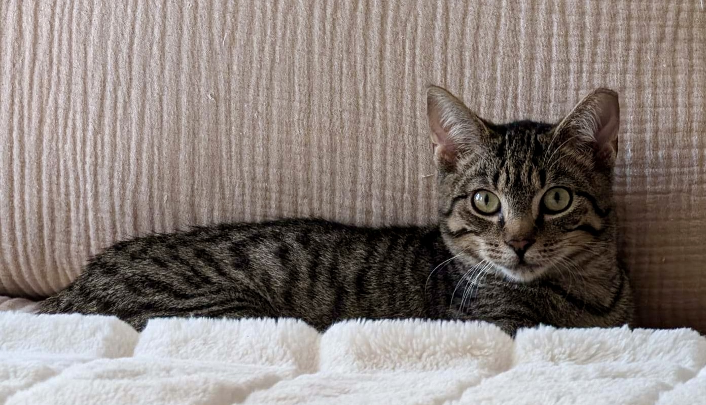 Fitz, a Adoptable Domestic Short Hair in East Hanover, NJ image 4/5