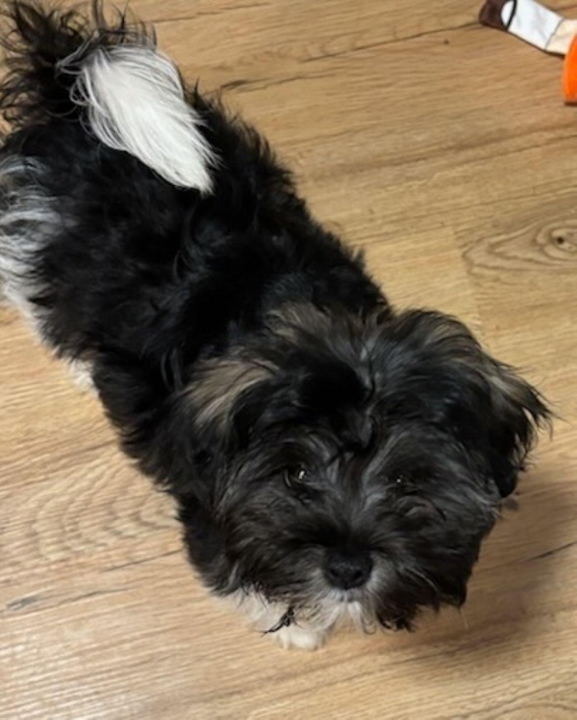Cyrus, adopted, Puppy Male Havanese.