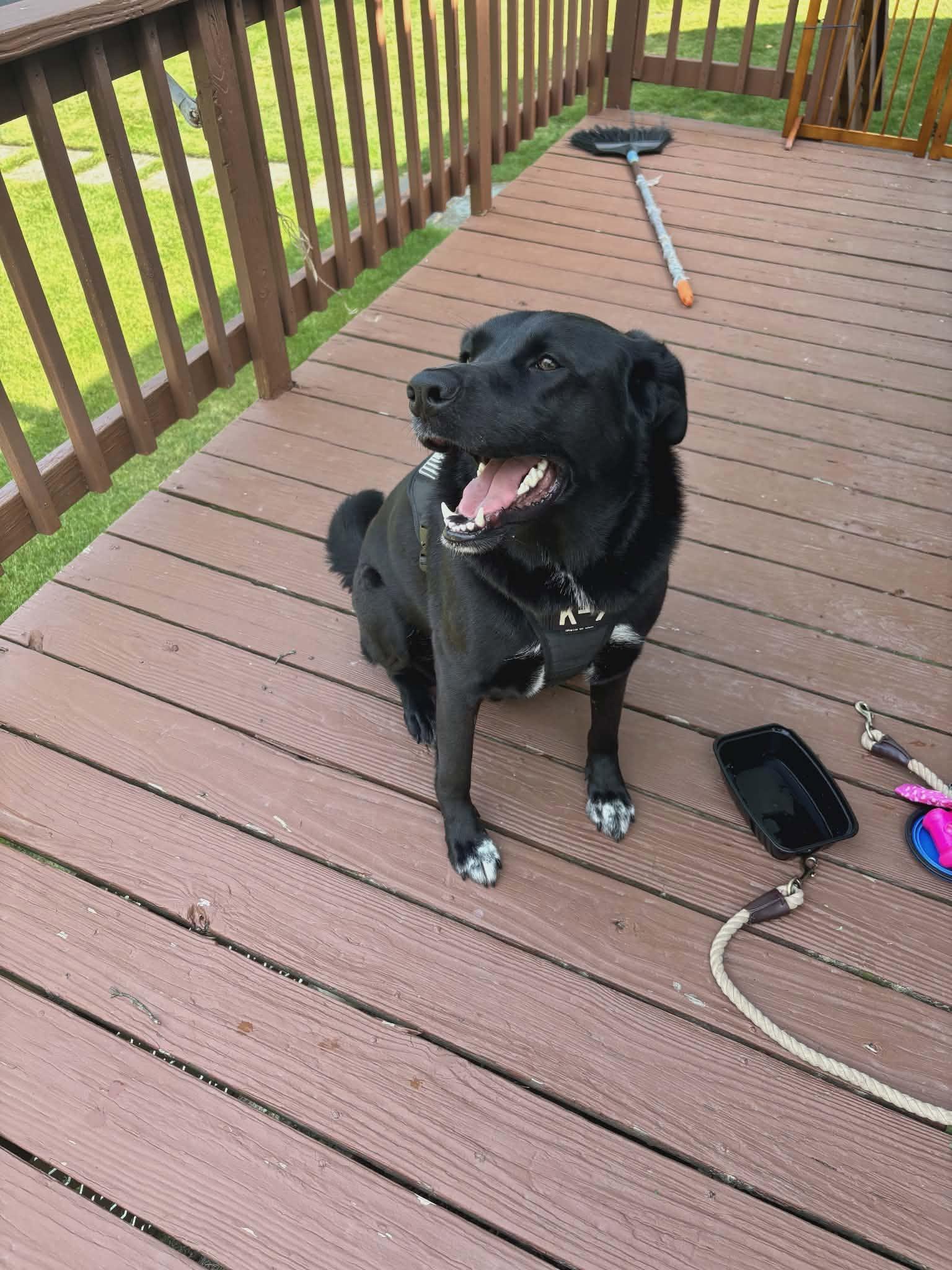 Kuro, Adoptable, Young Male Black Labrador Retriever.