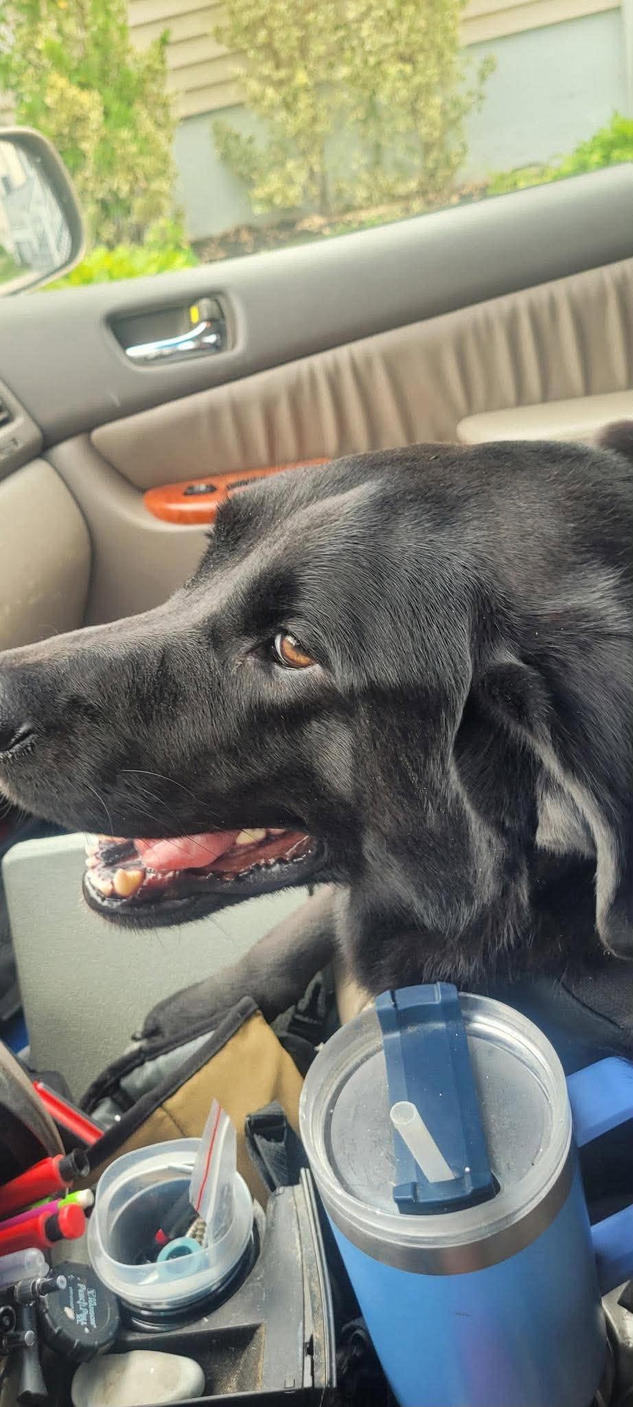 Kuro, a Adoptable Black Labrador Retriever in Westwood, NJ image 2/3