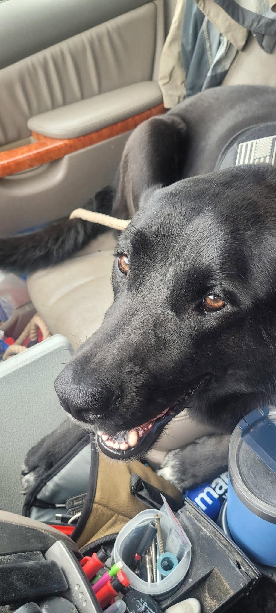 Kuro, a Adoptable Black Labrador Retriever in Westwood, NJ image 3/3