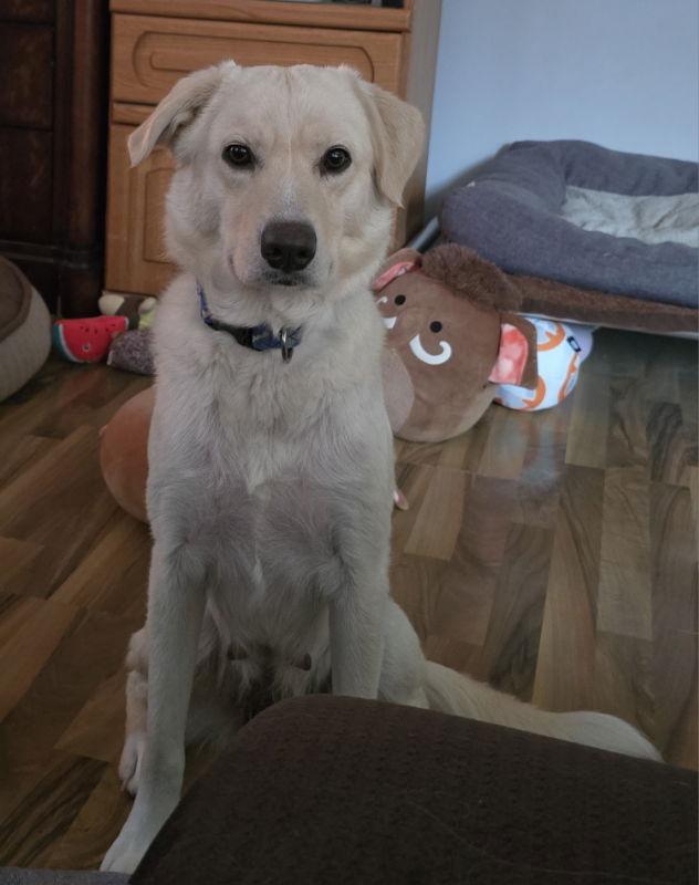 Enlarge Cookie, a Adopted Yellow Labrador Retriever in House Springs, MO image 1/3
