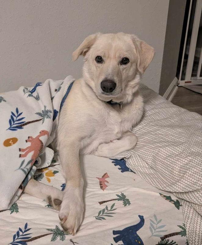 Enlarge Cookie, a Adopted Yellow Labrador Retriever in House Springs, MO image 2/3