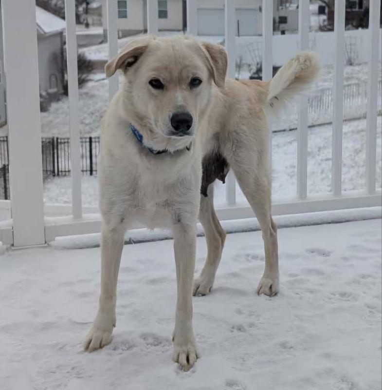 Enlarge Cookie, a Adopted Yellow Labrador Retriever in House Springs, MO image 3/3