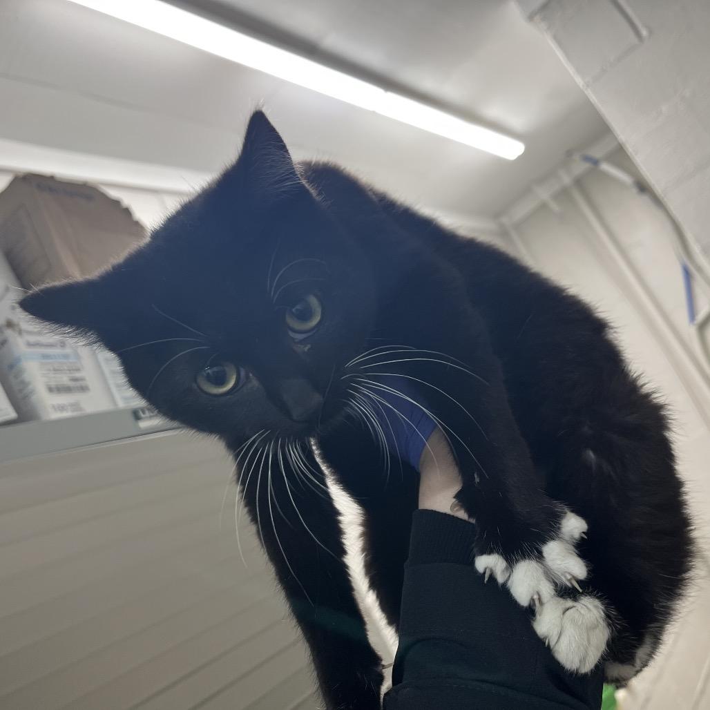 Enlarge Donald, a Adoptable Domestic Short Hair in Clanton, AL image 1/1