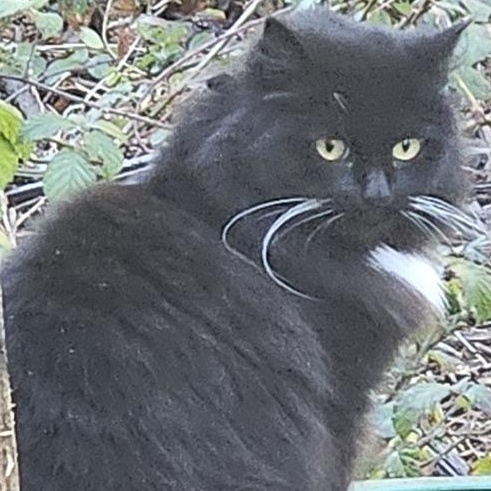 Enlarge Michelle, an adopted Domestic Medium Hair in Newport, OR image 3/3