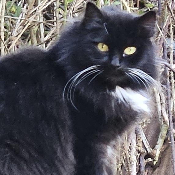Enlarge Michelle, an adopted Domestic Medium Hair in Newport, OR image 2/3