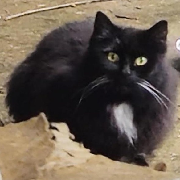 Enlarge Michelle, an adopted Domestic Medium Hair in Newport, OR image 1/3
