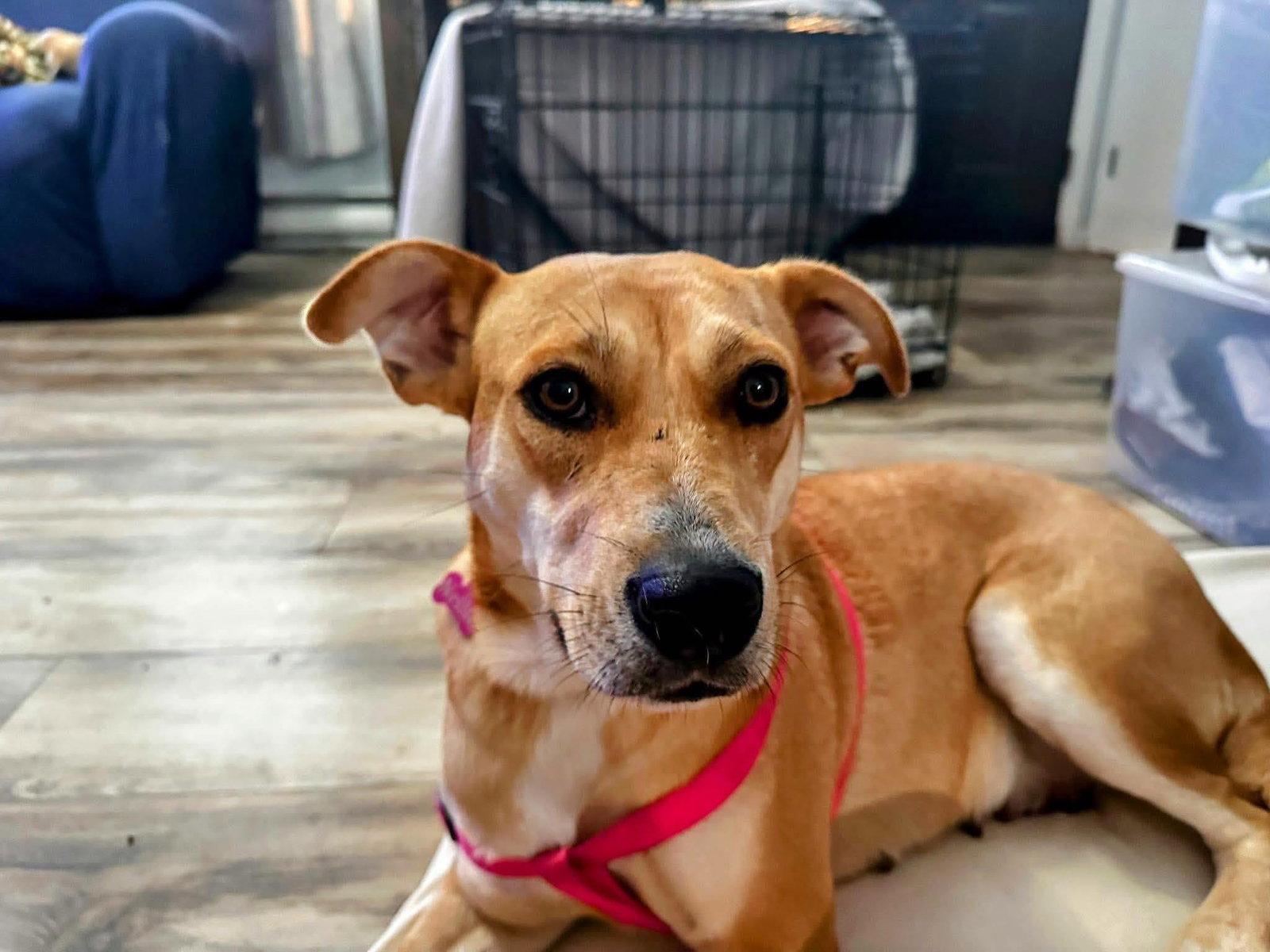 Enlarge Nellie, a Adoptable Cattle Dog in Shillington, PA image 1/2