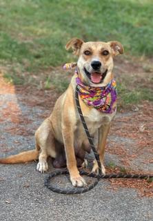 Nellie, Adoptable, Young Female Cattle Dog.