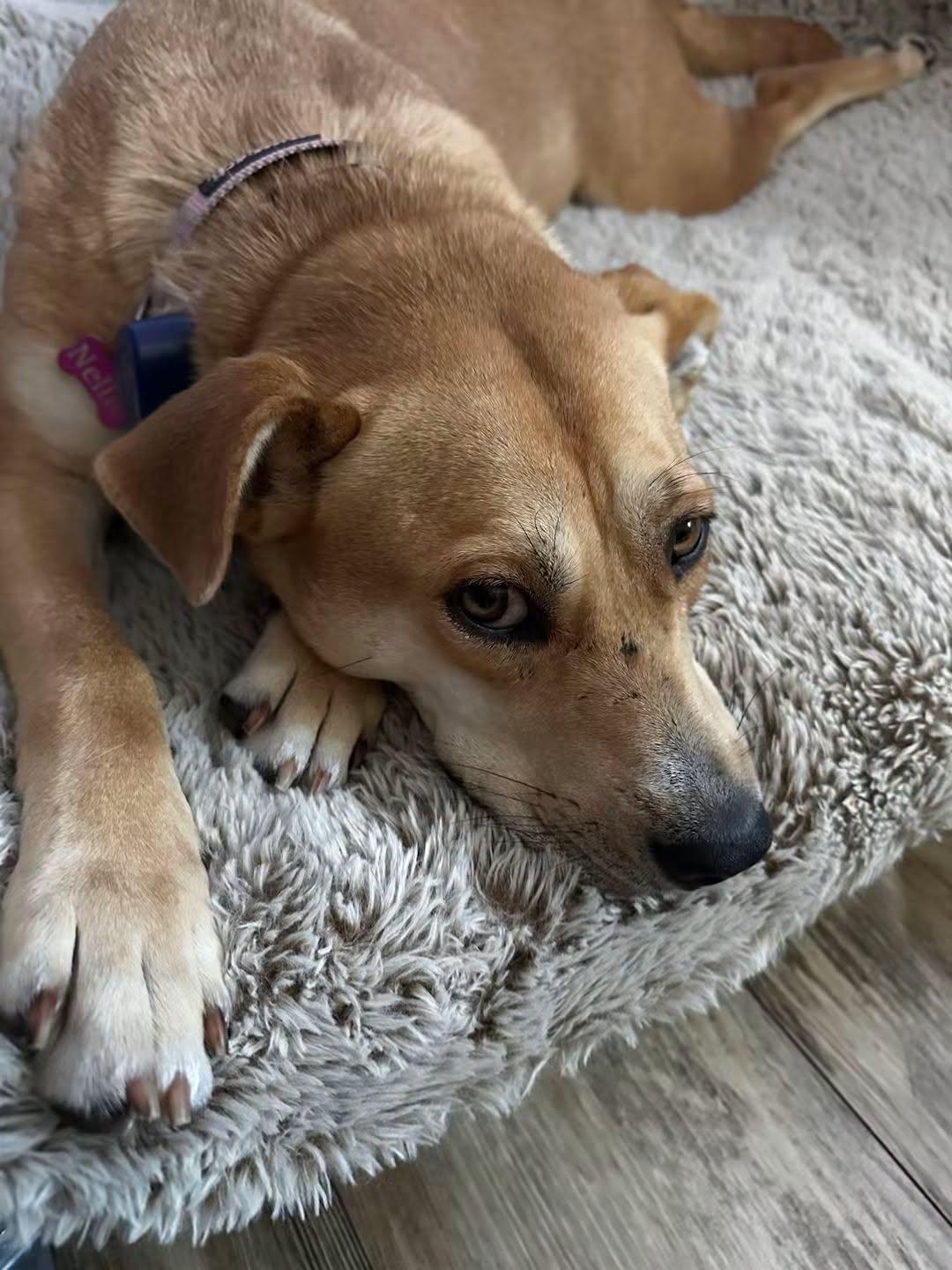 Enlarge Nellie, a Adoptable Cattle Dog in Shillington, PA image 3/3