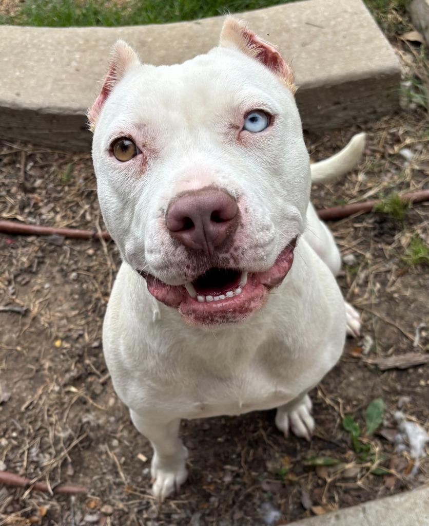 Enlarge Dreamy, a Adoptable Pit Bull Terrier in Little Elm, TX image 2/2