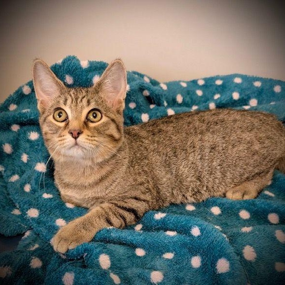Raymond, Adoptable, Young Male Domestic Short Hair.