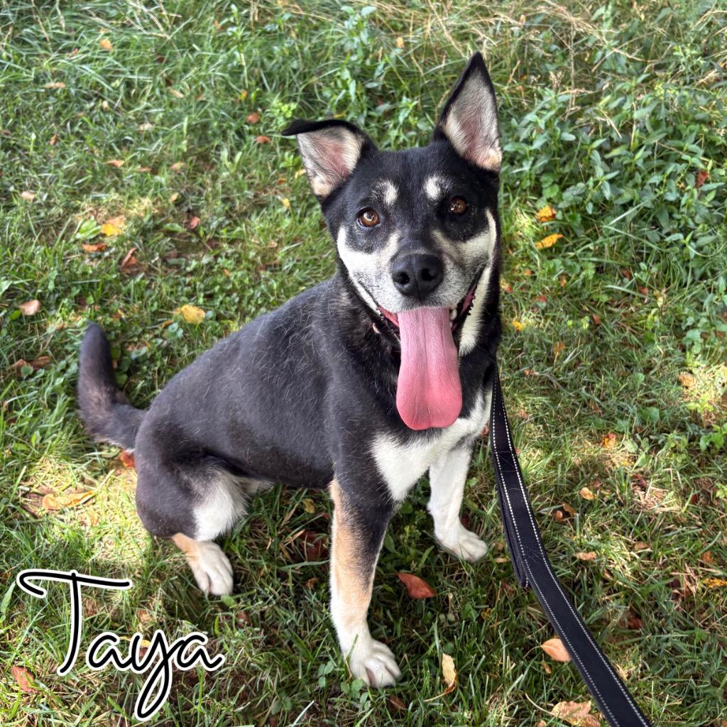Taya, a Adoptable mixed breed in Hillsboro, OH image 1/6