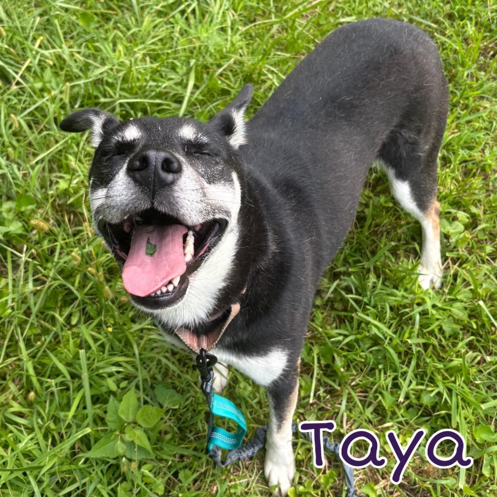 Taya, a Adoptable mixed breed in Hillsboro, OH image 1/6