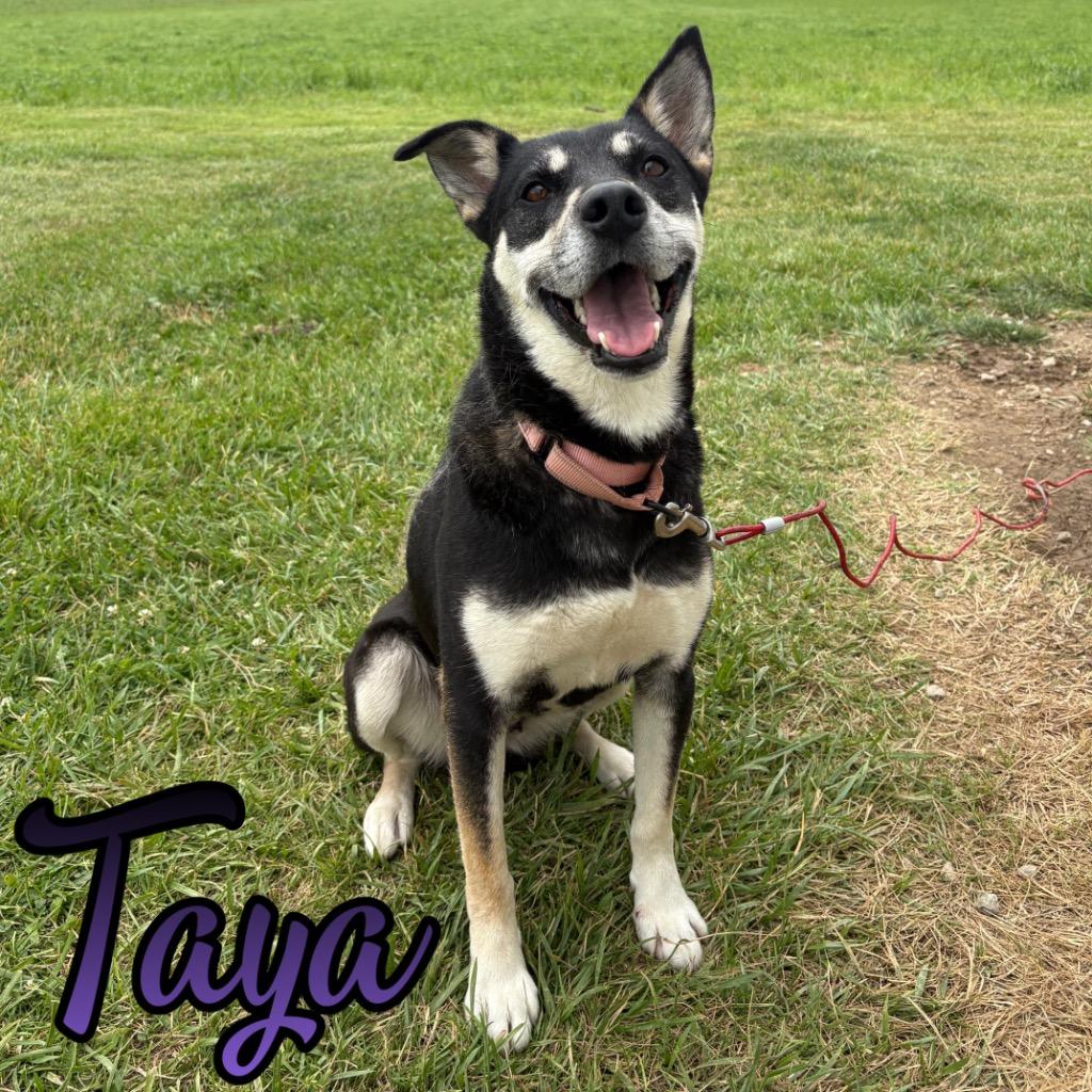 Taya, a Adoptable mixed breed in Hillsboro, OH image 2/6