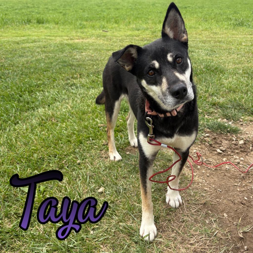 Taya, a Adoptable mixed breed in Hillsboro, OH image 3/6