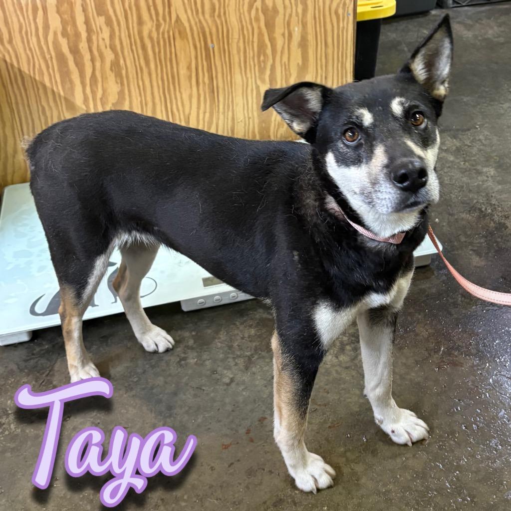 Taya, a Adoptable mixed breed in Hillsboro, OH image 4/6