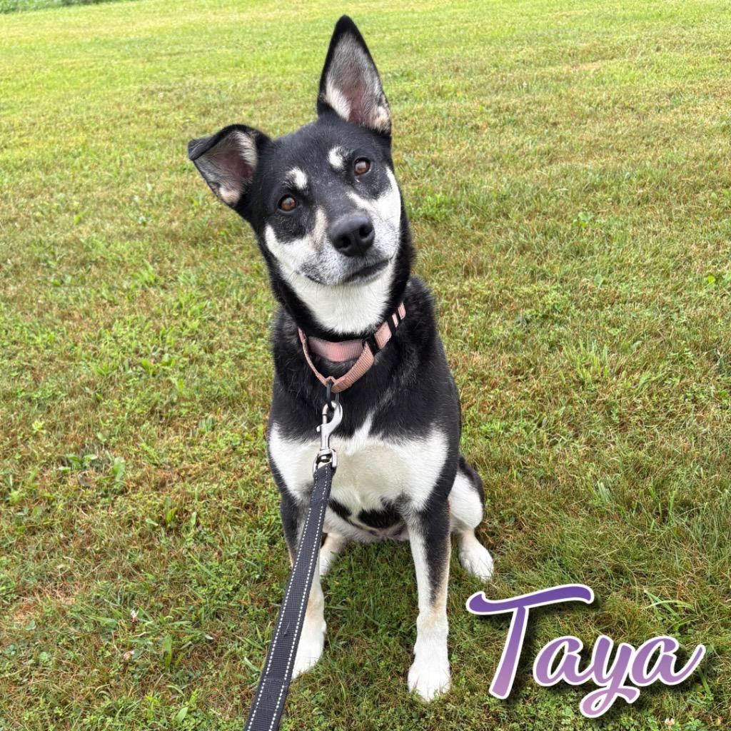 Taya, a Adoptable mixed breed in Hillsboro, OH image 5/6