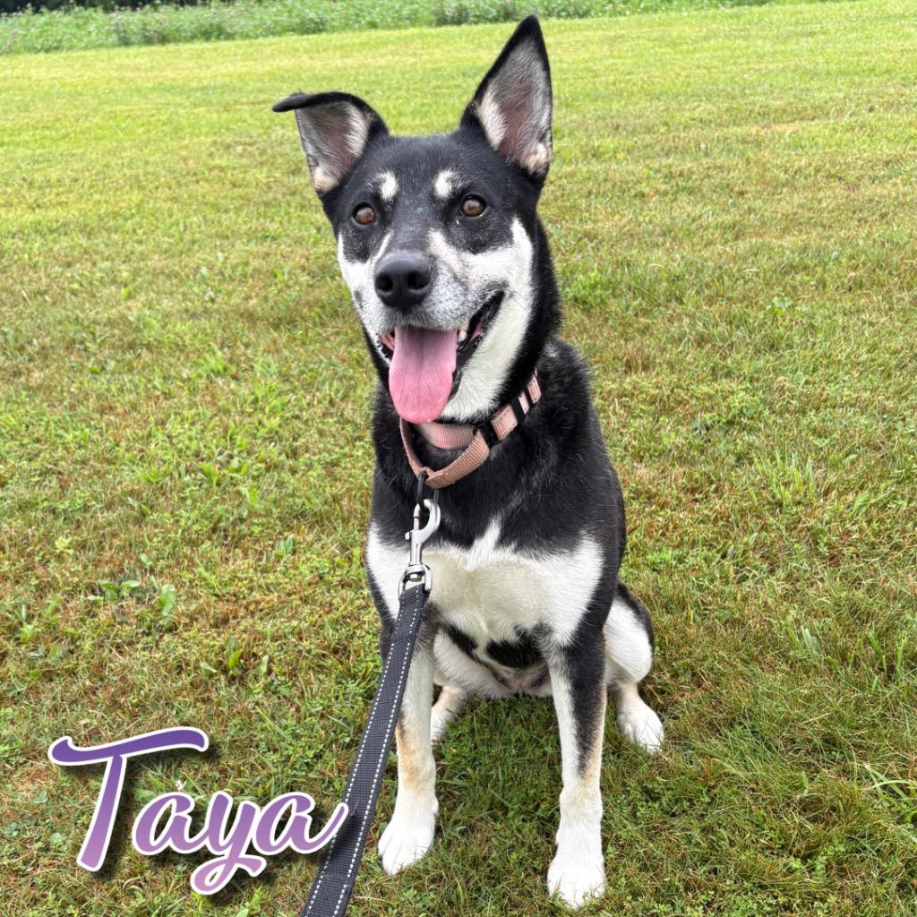 Taya, a Adoptable mixed breed in Hillsboro, OH image 6/6