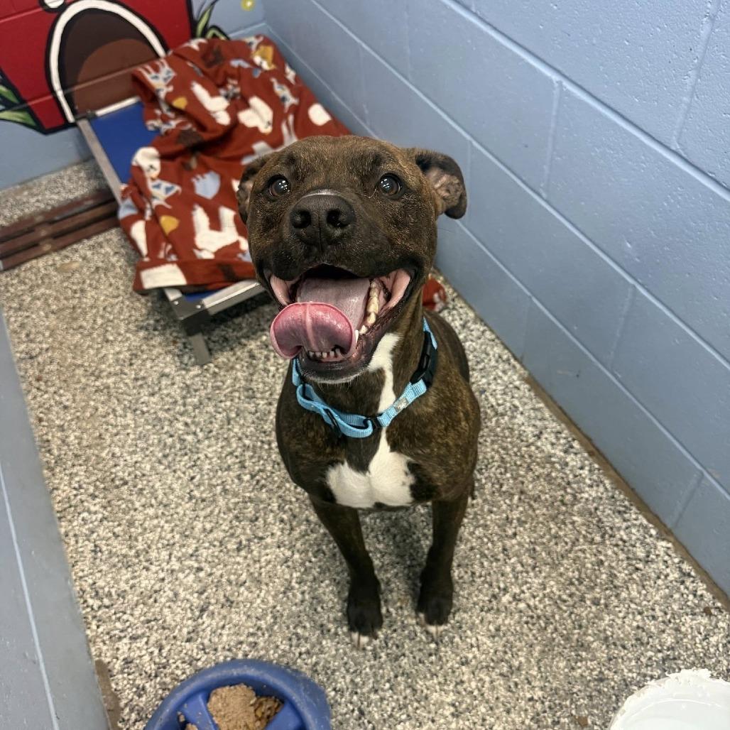 Brownie, Adoptable, Adult Male Boxer & American Staffordshire Terrier.