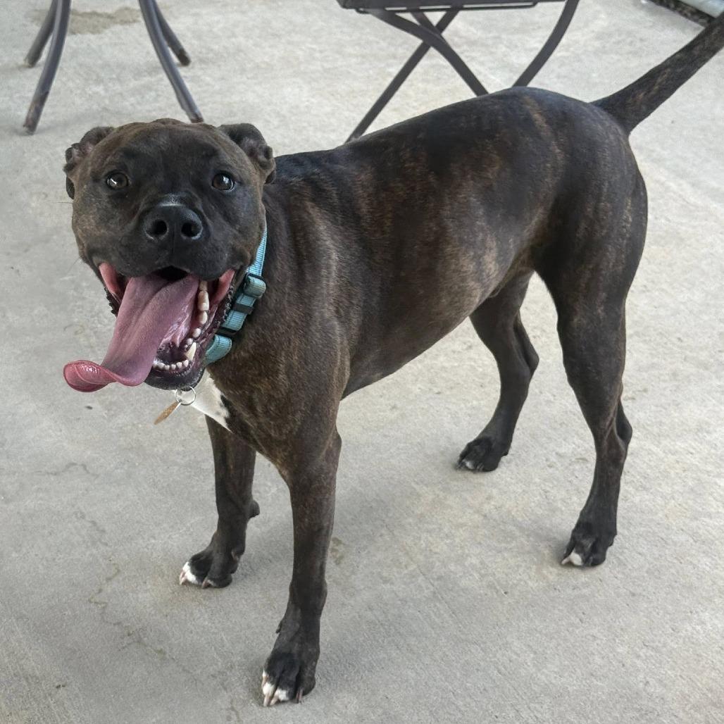 Enlarge Brownie, a Adoptable mixed breed in Collinsville , OK image 2/2