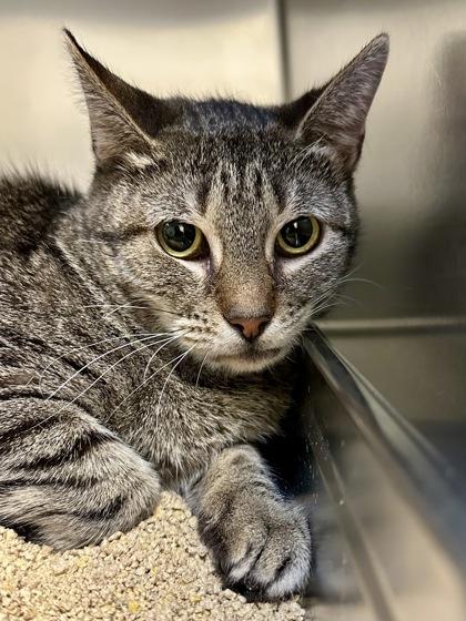 Enlarge Ari, a Adoptable mixed breed in Wichita, KS image 1/2