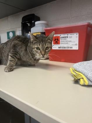 Enlarge Ari, a Adoptable mixed breed in Wichita, KS image 2/2