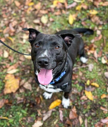 James Gordon, Adoptable, Adult Male Mixed Breed & Mixed Breed.