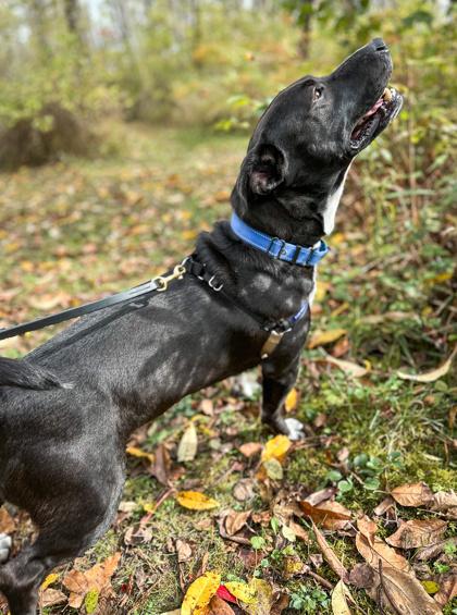 Enlarge James Gordon, a Adoptable mixed breed in Jamestown, NY image 2/3