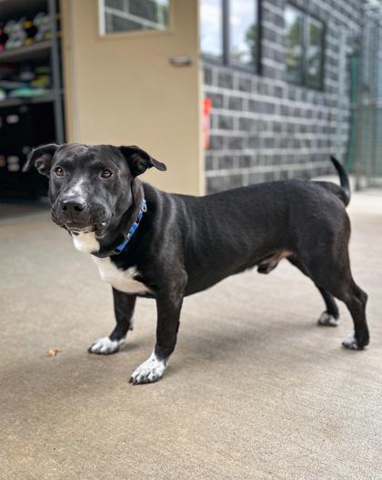 James Gordon, Adoptable, Adult Male Mixed Breed & Mixed Breed.