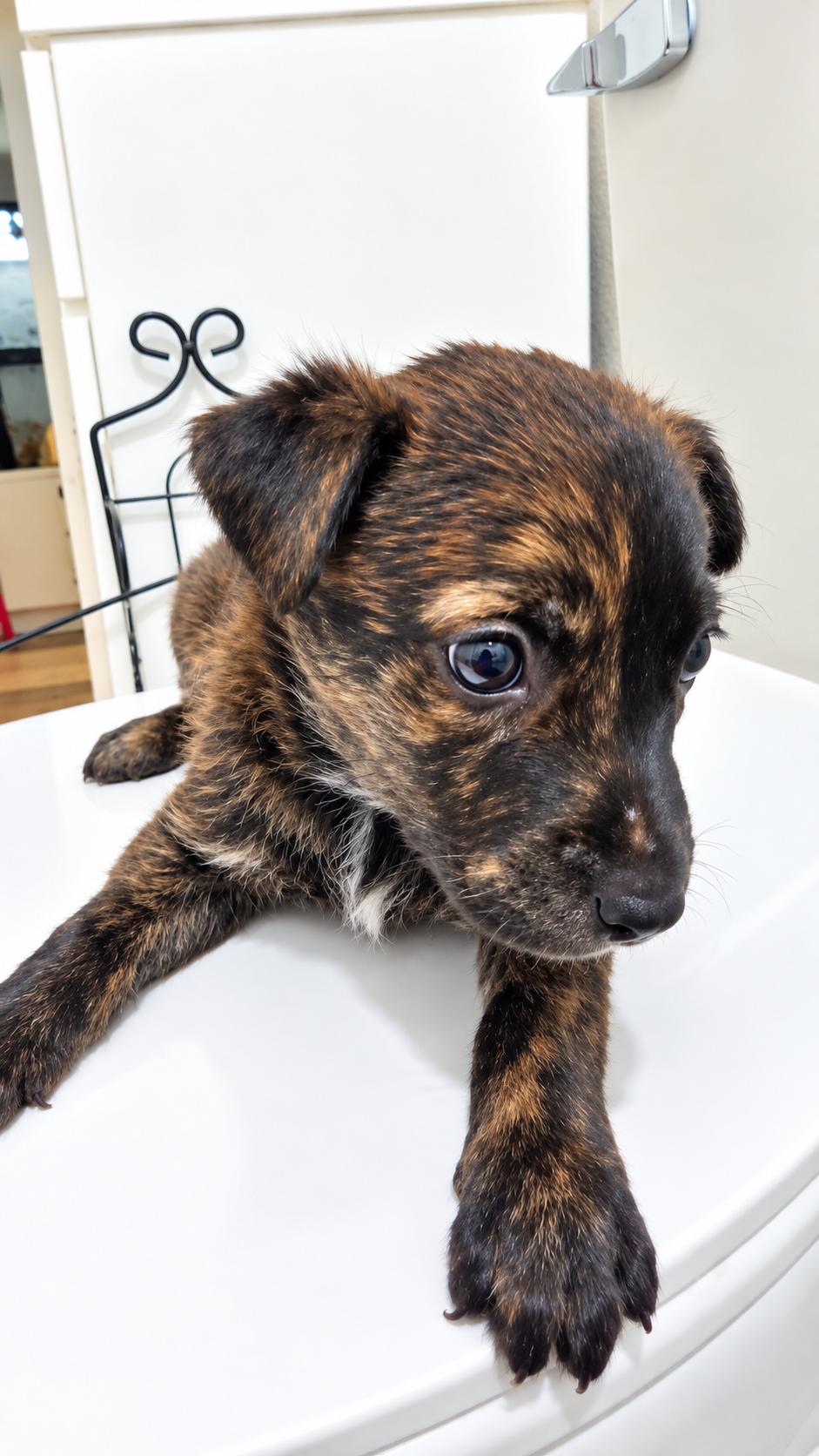 Enlarge AXEL, a Adoptable Belgian Shepherd / Malinois in Minneapolis , MN image 5/5