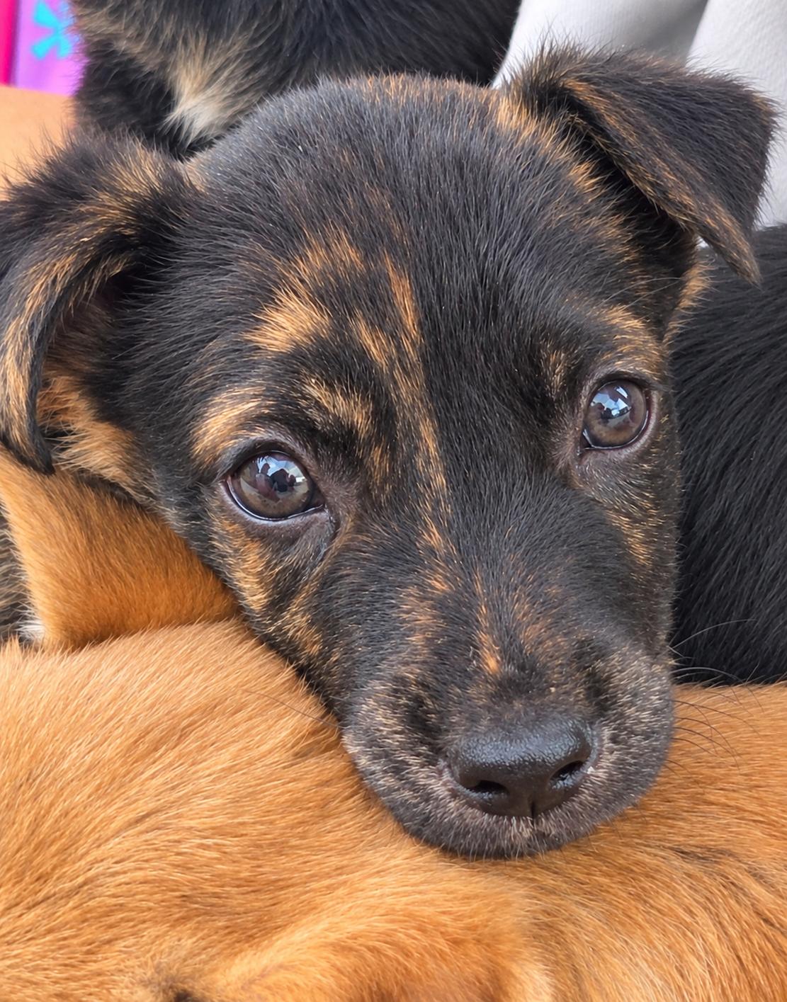 Enlarge AXEL, a Adoptable Belgian Shepherd / Malinois in Minneapolis , MN image 1/5