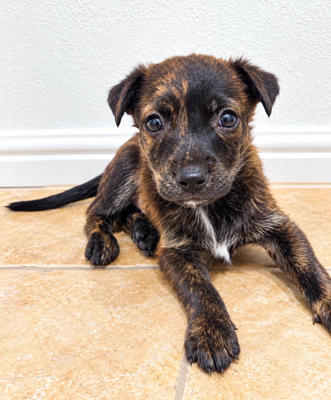 Enlarge AXEL, a Adoptable Belgian Shepherd / Malinois in Minneapolis , MN image 2/5