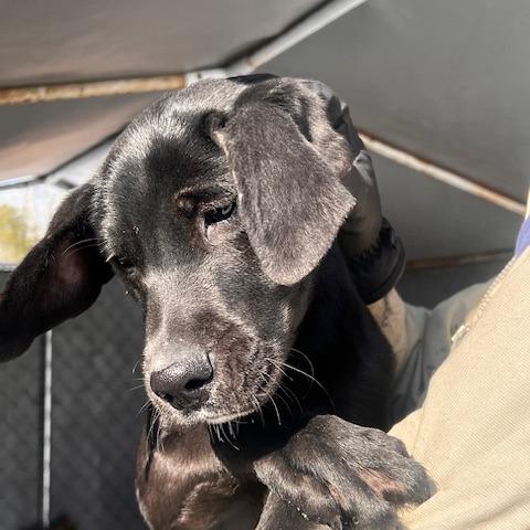 Enlarge Billy, a Adoptable mixed breed in Gainesboro, TN image 1/4