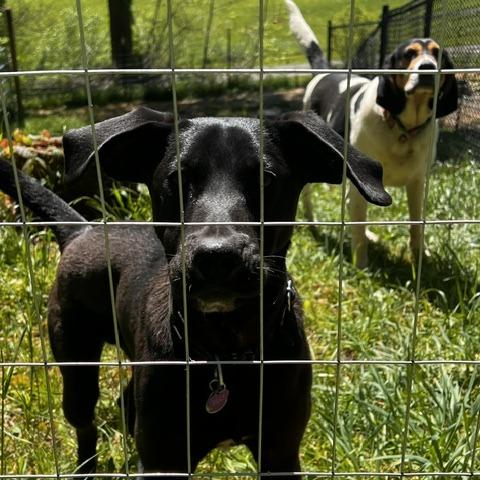 Enlarge Billy, a Adoptable mixed breed in Gainesboro, TN image 2/4