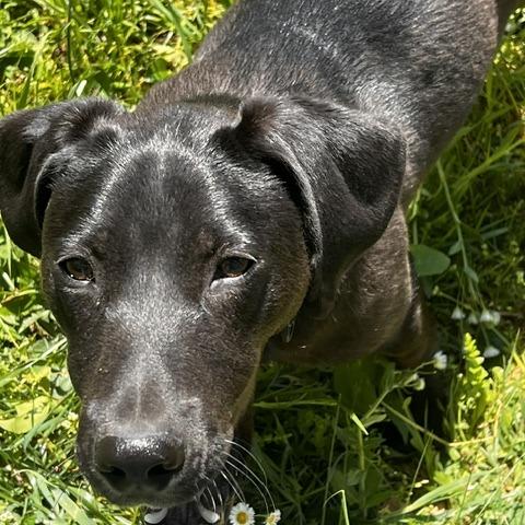 Enlarge Billy, a Adoptable mixed breed in Gainesboro, TN image 3/4