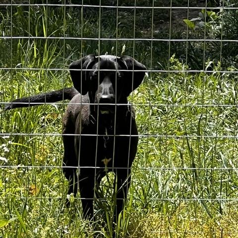 Enlarge Billy, a Adoptable mixed breed in Gainesboro, TN image 4/4