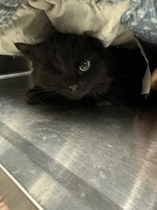 Enlarge Tiki, an adopted Domestic Long Hair in Missoula, MT image 1/1