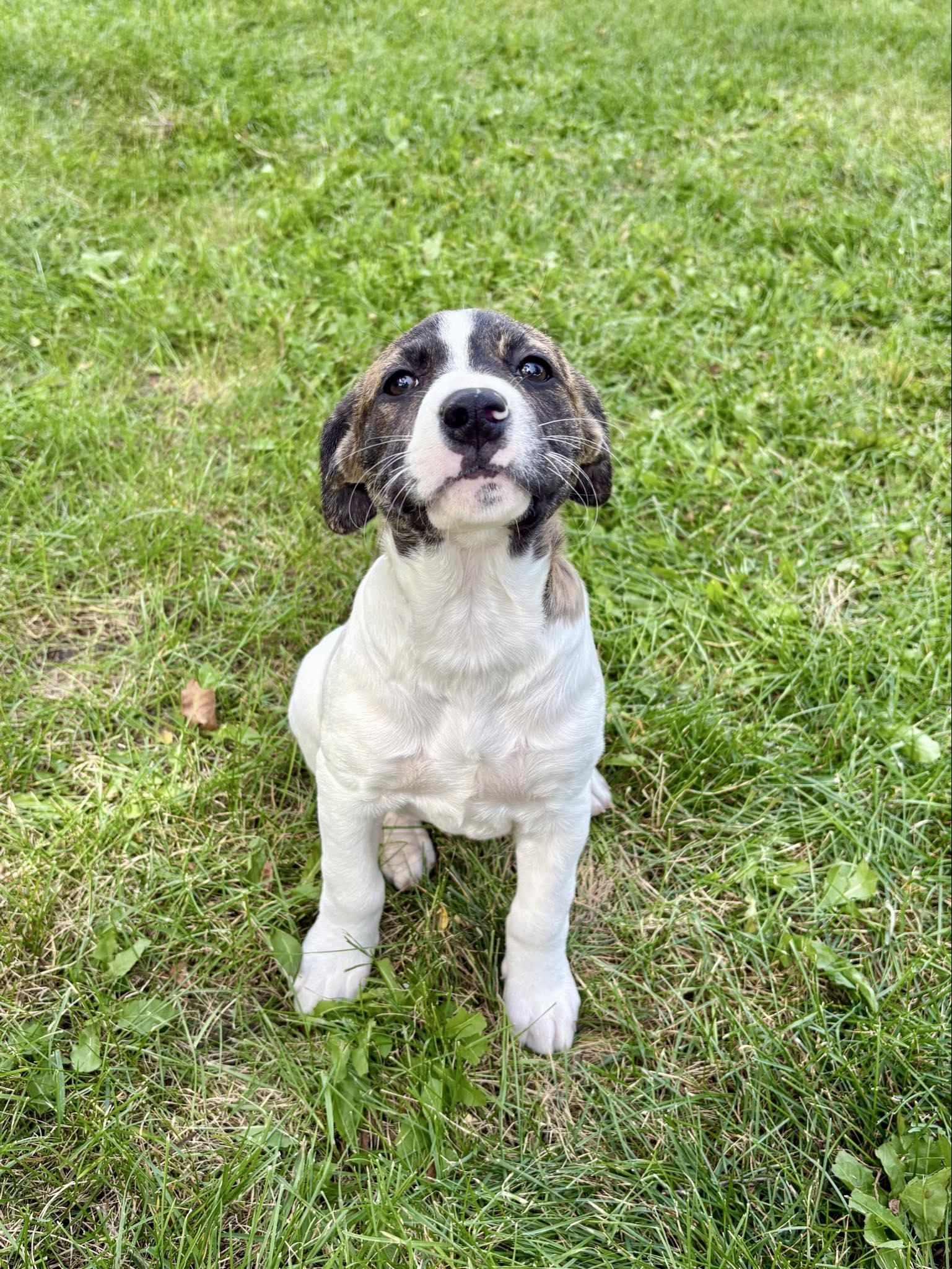 Elsa