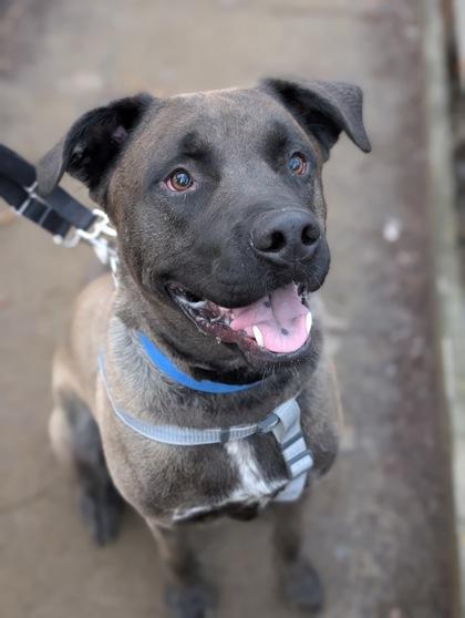Smokey Joe, Adoptable, Adult Male Labrador Retriever & Mixed Breed.