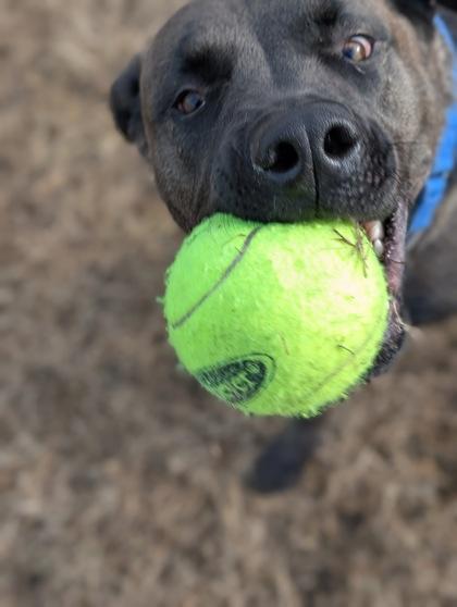 Smokey Joe, Adoptable, Adult Male Labrador Retriever & Mixed Breed.