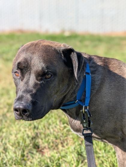 Enlarge Smokey Joe, a Adoptable mixed breed in Yakima, WA image 1/3
