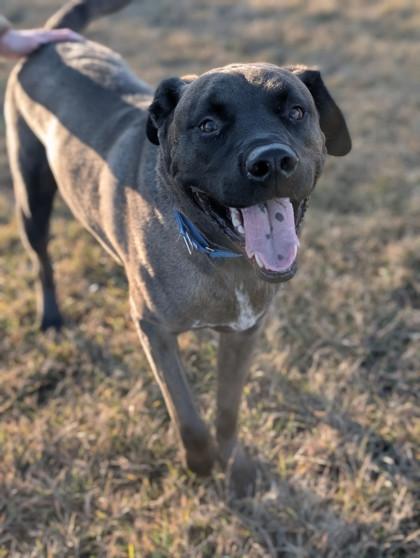 Enlarge Smokey Joe, a Adoptable mixed breed in Yakima, WA image 2/3