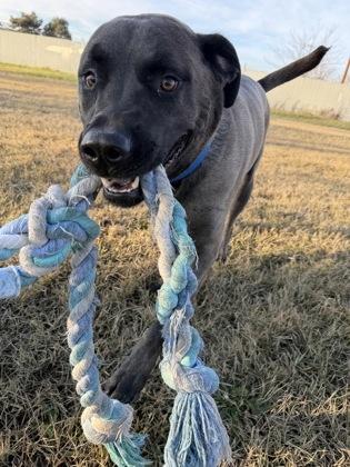 Enlarge Smokey Joe, a Adoptable mixed breed in Yakima, WA image 3/3