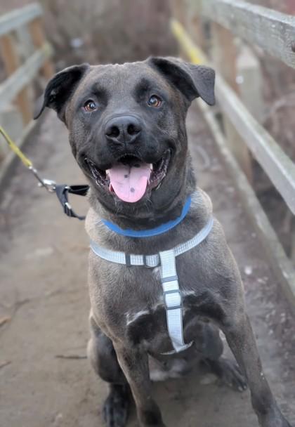 Smokey Joe, a Adoptable mixed breed in Yakima, WA image 3/3