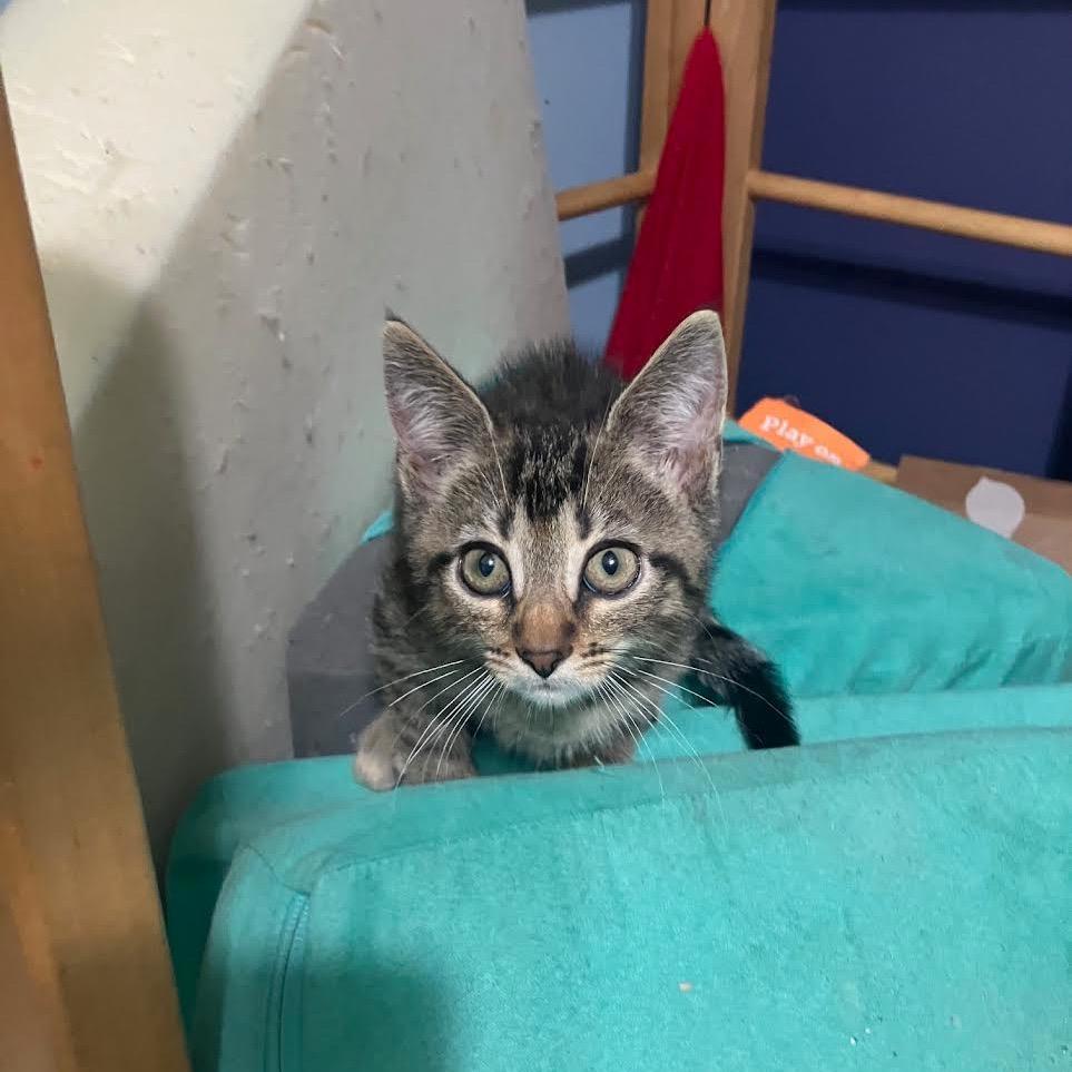 Caldecott, Adoptable, Young Male Domestic Short Hair.