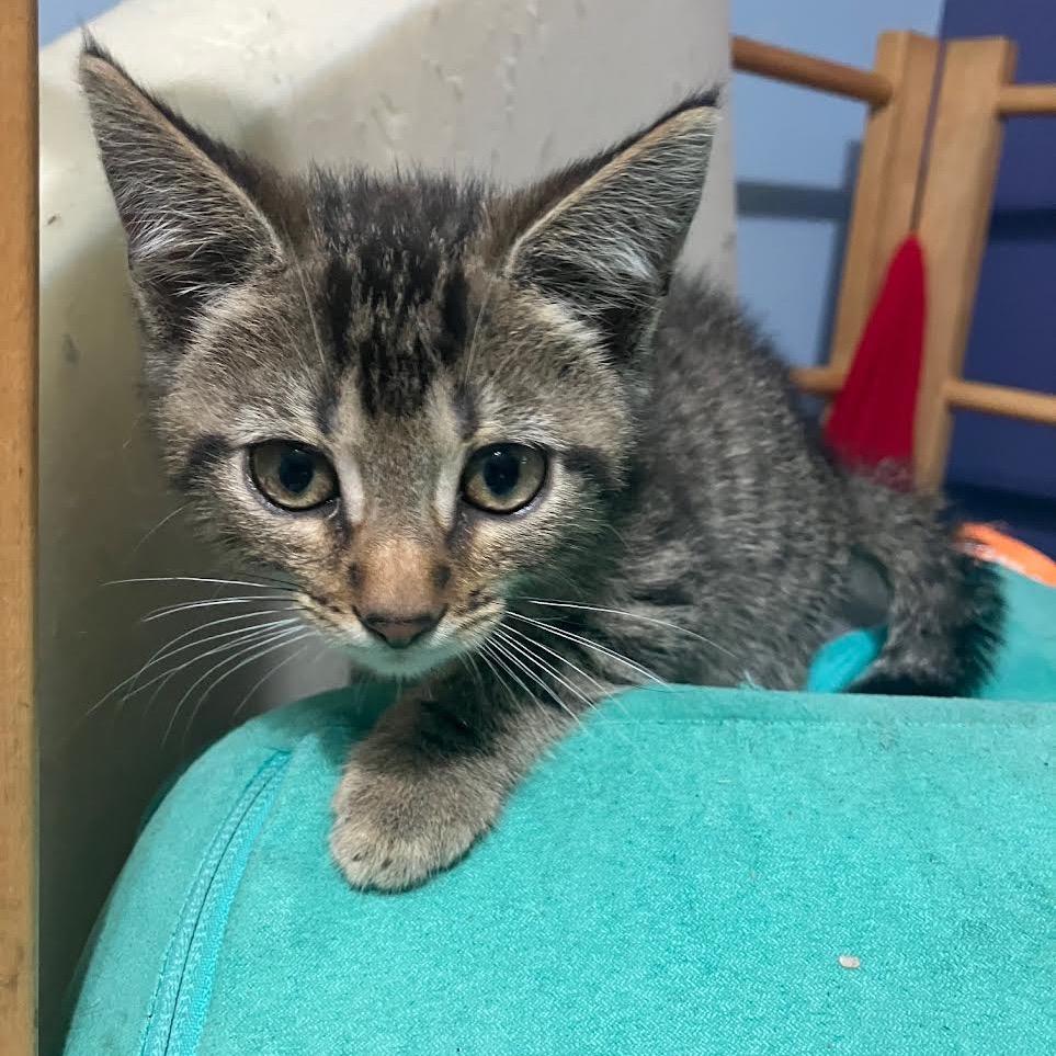 Enlarge Caldecott, a Adoptable Domestic Short Hair in Madison, WI image 2/5