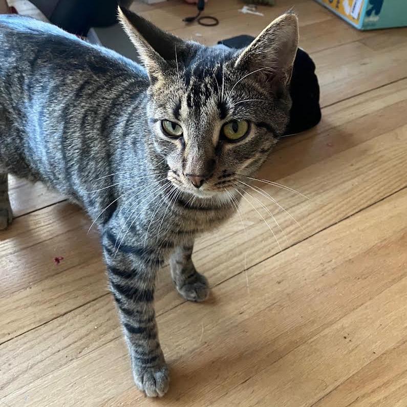 Enlarge Caldecott, a Adoptable Domestic Short Hair in Madison, WI image 3/5